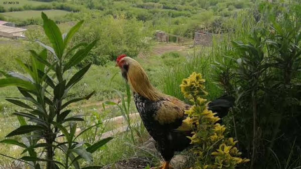 Enuygun Fotoğrafları