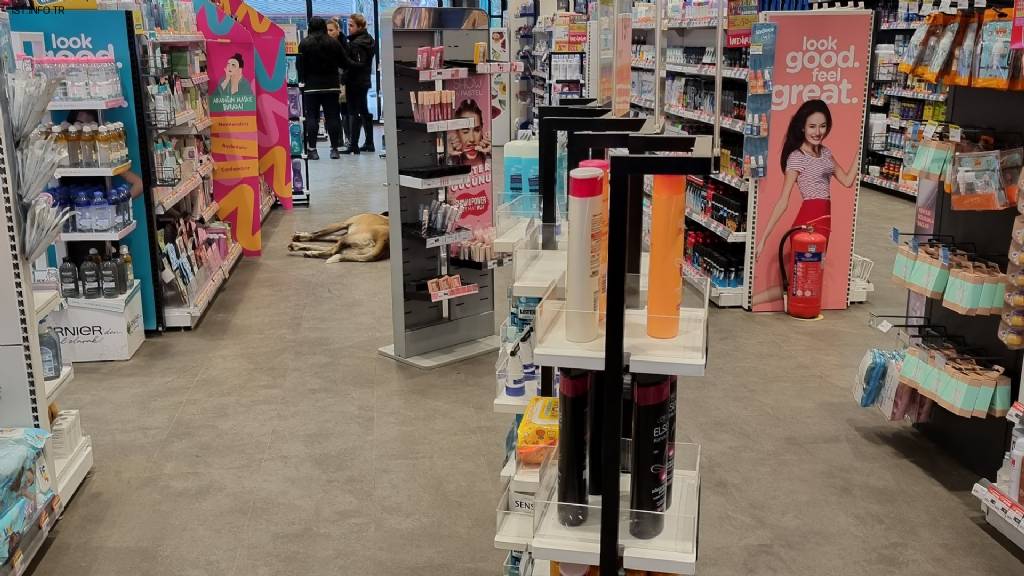 WATSONS YAYLADA Fotoğrafları